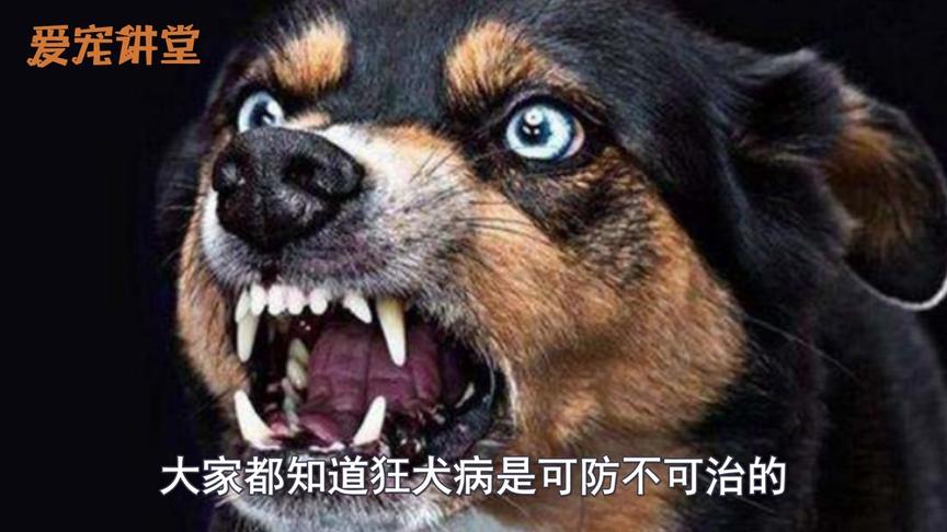 [图]狗狗得狂犬病的五大症状，看到这样的狗一定要躲远，真的很危险!