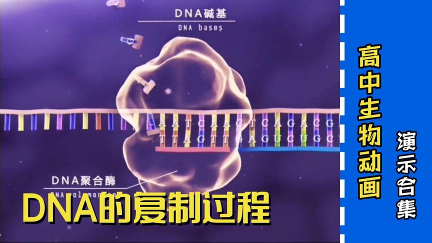 [图]高中生物动画演示合集——DNA的复制过程