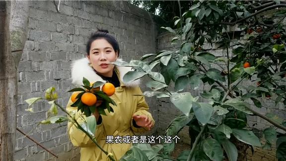 豫见露儿的个人主页 - 西瓜视频