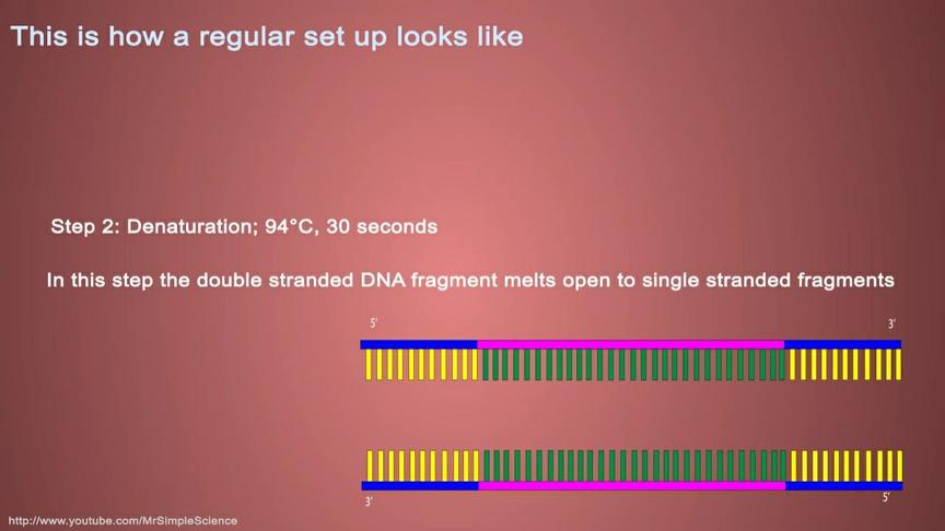 [图]分子生物学基础知识点，PCR扩增的基本原理