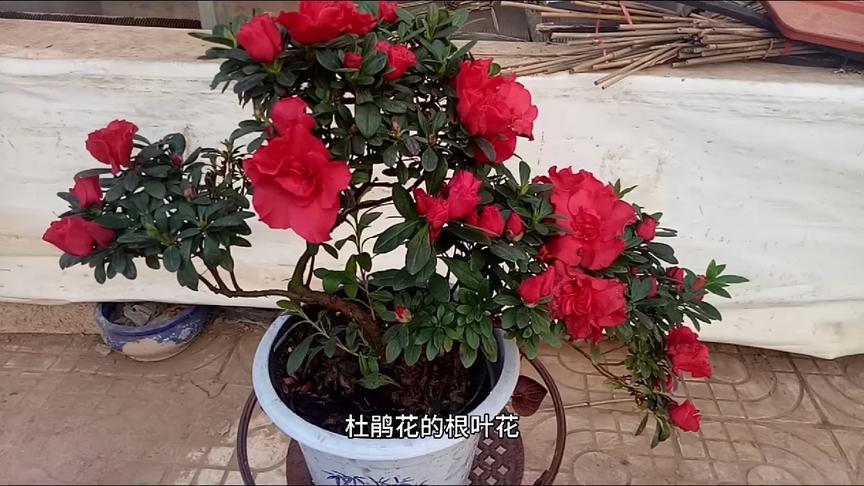 [图]杜鹃花开，佳一传奇和你共享有关养殖经验，干货满满，帮你养好花