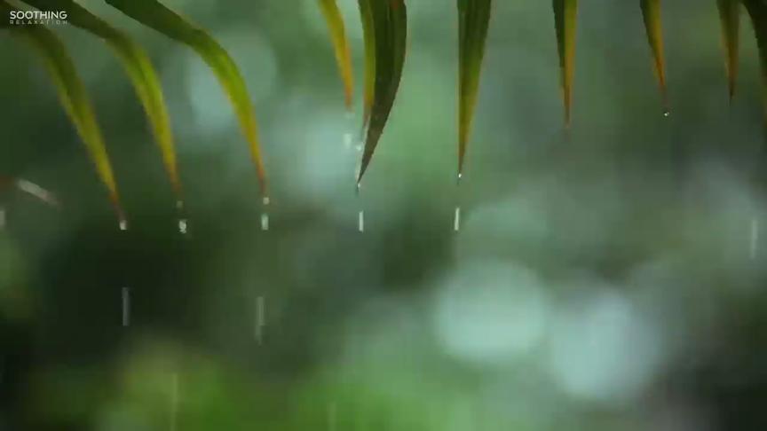 [图]催眠曲：听着☔️雨滴的声音，你会慢慢进入甜美的梦乡！