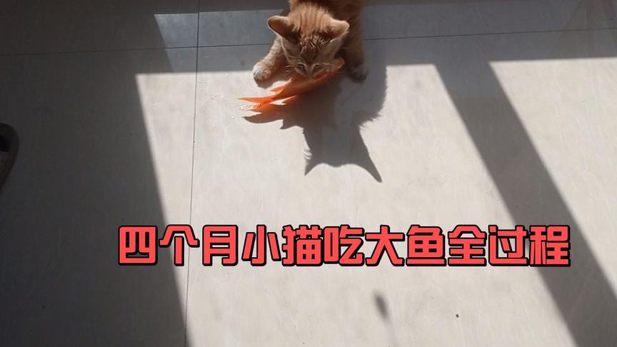 四个月小猫吃巴掌大金鱼全过程,最后连渣子都不剩