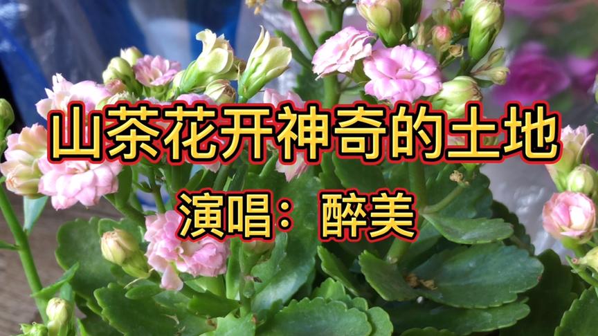 [图]《山茶花开神奇的土地》故乡的山茶花开满了我的记忆，百听不厌！