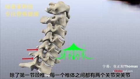 [图]3D动画详解颈椎结构、颈部解剖课件