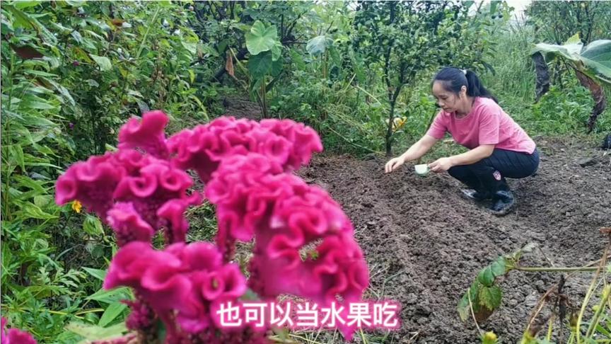 [图]农村媳妇秋播胡萝卜种子有诀窍，5天小苗长得绿油油，催芽是关键