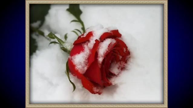 [图]Rose on the snow and in the dew.玫瑰在雪裡和露水中！