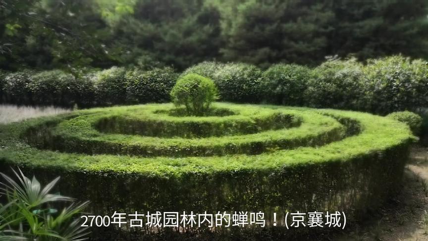 [图]2700年历史的古城园林蝉鸣