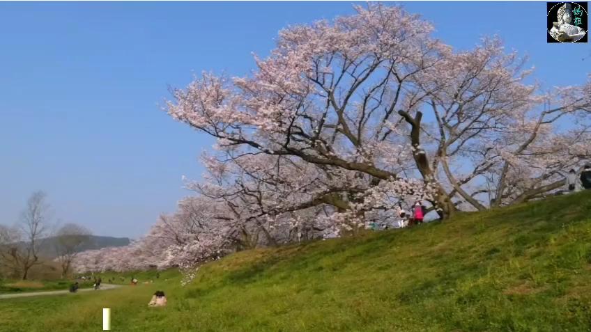 [图]日本京都樱花盛开的季节