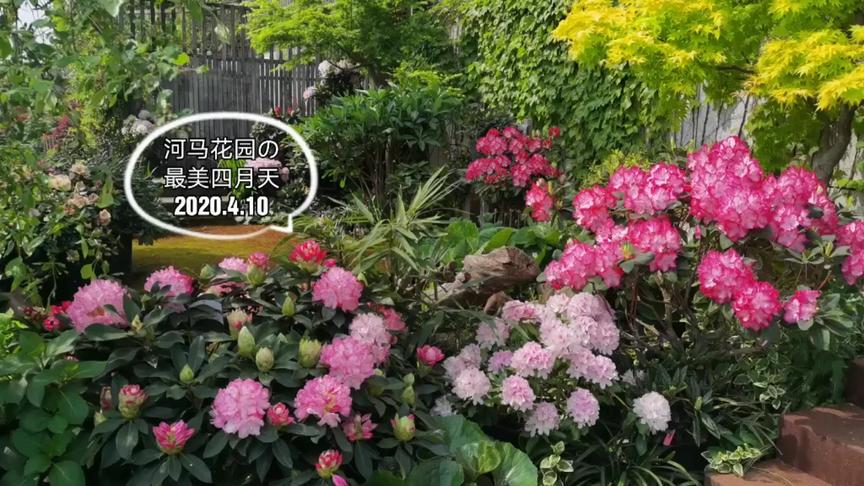 [图]走进最美私家花园，高山杜鹃花开