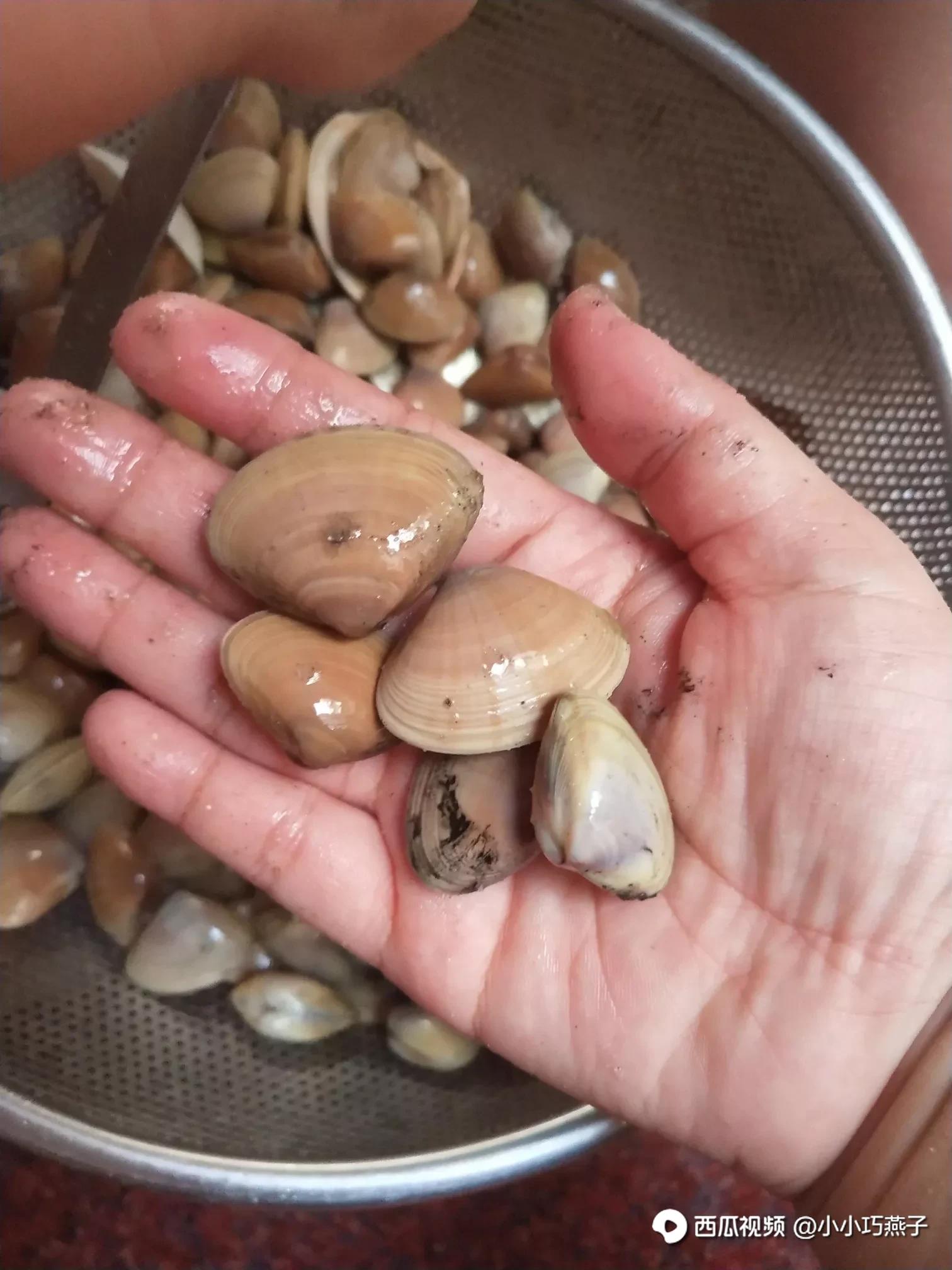 闲牛赶海挖了好多花甲,沙白螺,回家亲自下厨,全程讲解