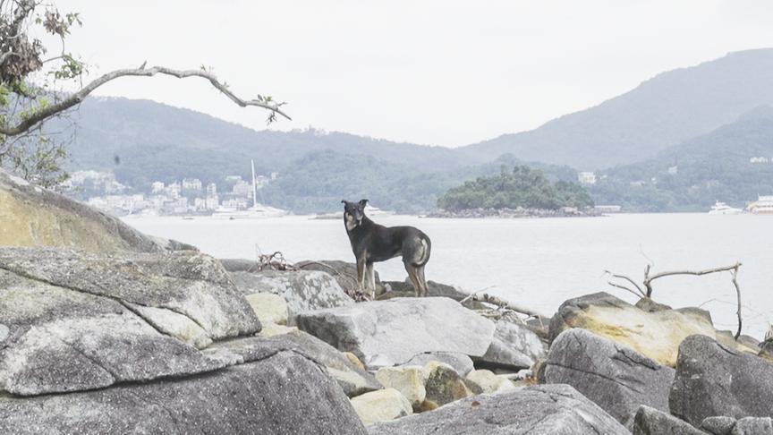 [图]香港犬之岛：夫妻俩每年花8万救助流浪狗，15年只休过一次假