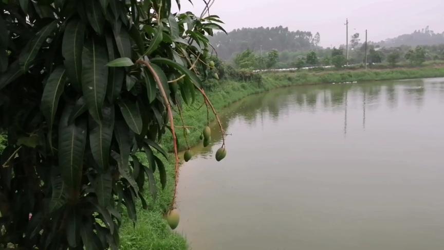 [图]春日寻芳，发现山坡上鸡鸭成群，红橙压枝，一派生机盎然景象