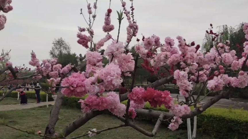 [图]桃花开满三月天