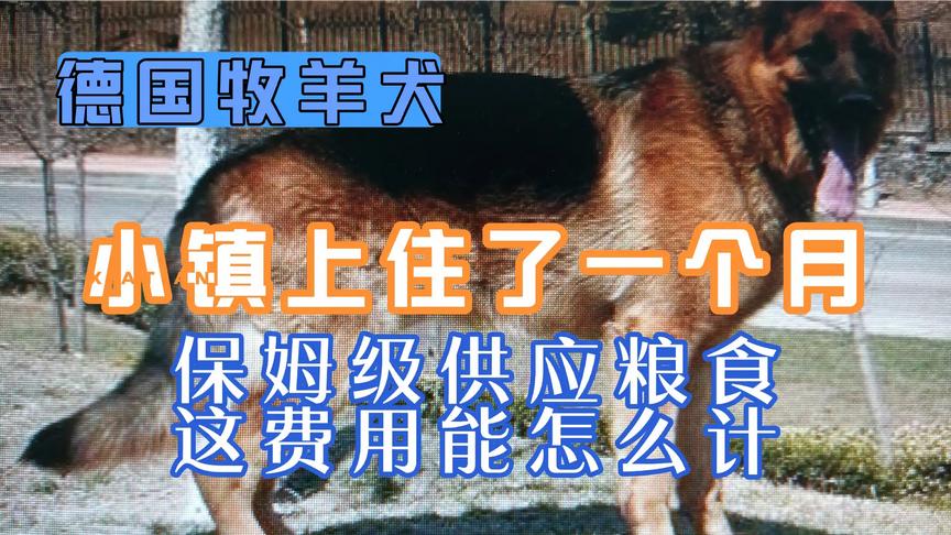 [图]一只德国牧羊犬，主人同住，一个月，儿子要费用行不行，民法典有