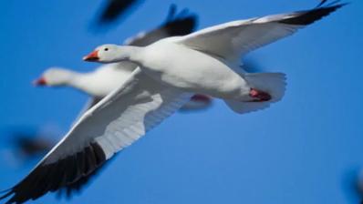 [图]天上摇篮曲日本311大地震夏川里美唱的一首感傷又撫慰人心的歌..