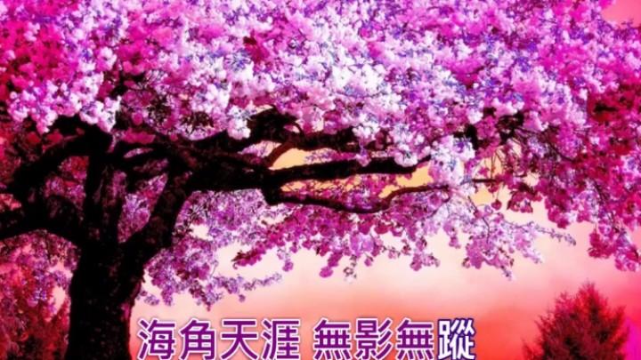 [图]经典老歌：白光《魂萦旧梦》，梅艳芳《残月碎春风》