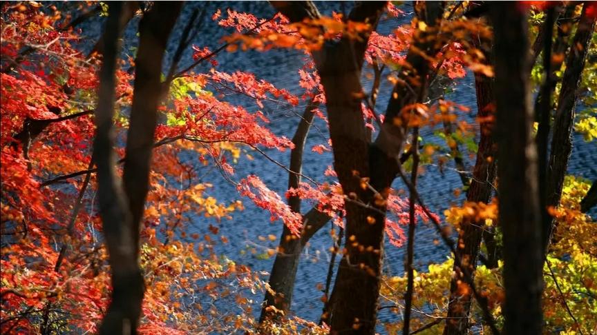 [图]万山红遍 层林尽染