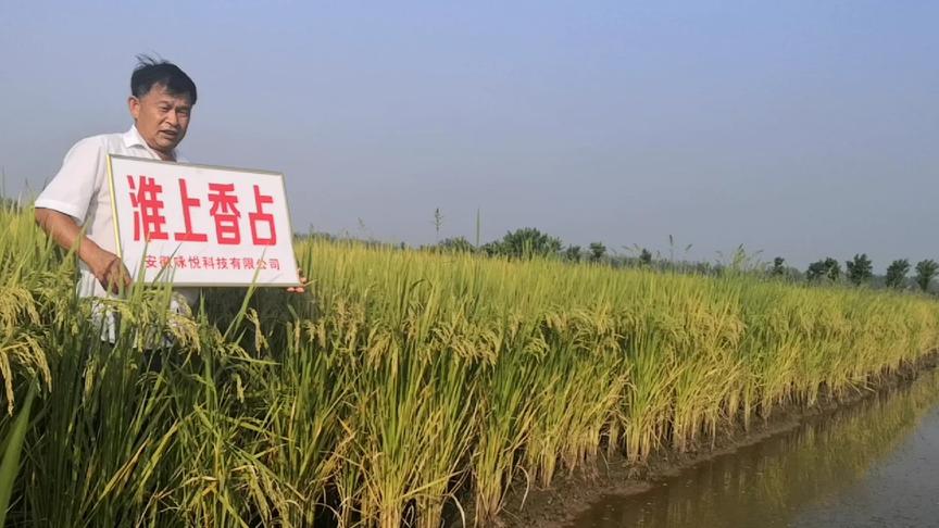 [图]一种适合种田大户粗放管理的节水节肥水稻直播技术，中海聊农业