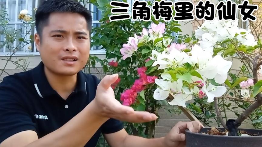 [图]盛夏最漂亮的三角梅品种“口红”推荐给大家，让你的阳台院子更美