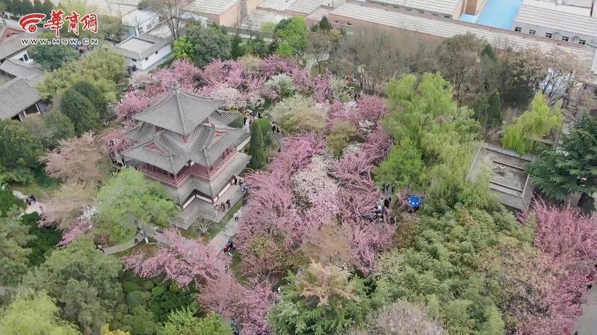 [图]航拍角度更震撼！青龙寺600多株樱花已美疯