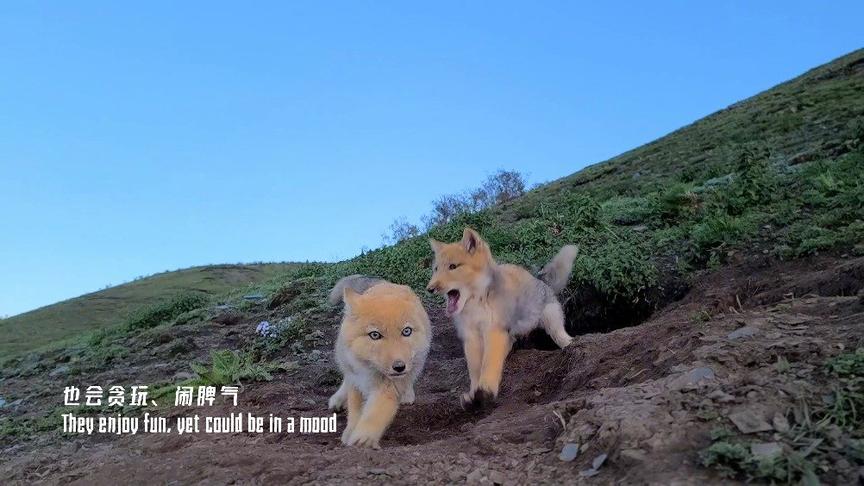 [图]一场新冠疫情，把野生生物保护提升到了前所未有的高度，此时