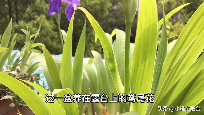 [图]阳台如何养鸢尾花，偶尔浇点水就能开花，一养就是四五年