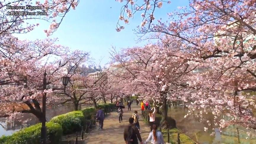 [图]线上欣赏一下日本的樱花名所1.姫路城/Himeji castle2