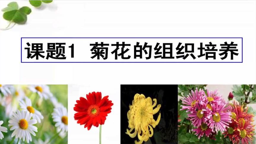 [图]选修一菊花的组织培养