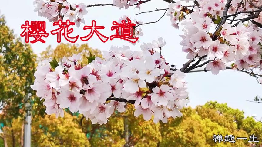 [图]清明最美樱花献战疫英雄，烂漫樱花大道赏樱祭英烈万古长青！