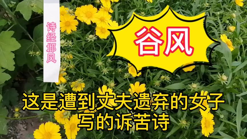 [图]漫步花丛诵诗经，感受自然气息，品味经典韵律-风-邶风-谷风