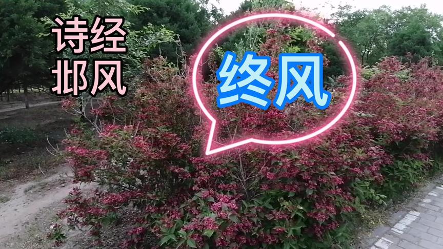 [图]漫步花丛诵诗经，感受大自然气息，品味经典韵律-风-邶风-终风