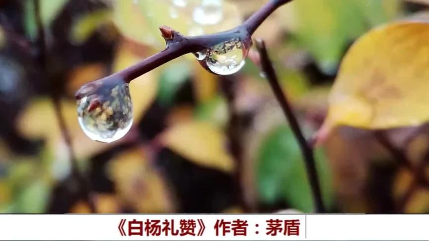 [图]重温中学课文-白杨礼赞-茅盾