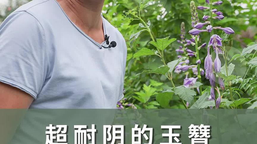 [图]超耐阴的玉簪,种法很简单#我眼中的春天#