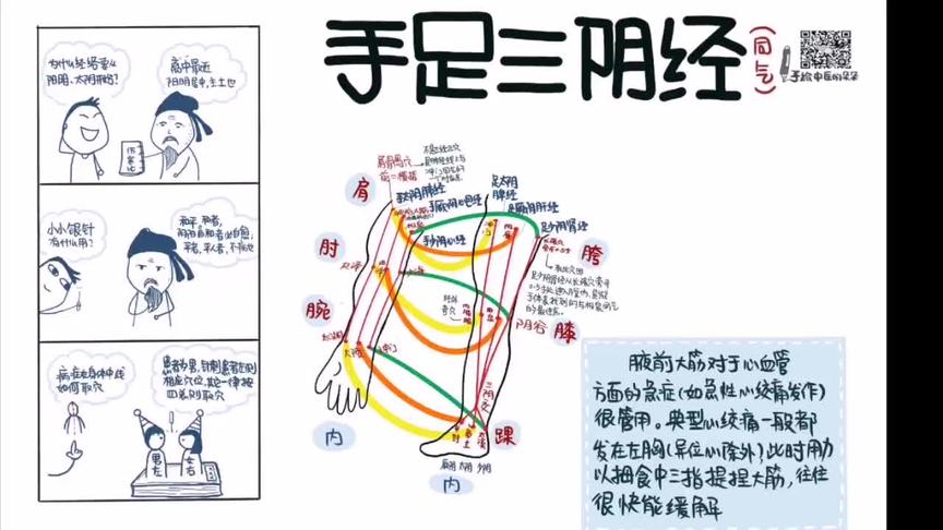 [图]看图学内针：012 手足三阴经经络同气