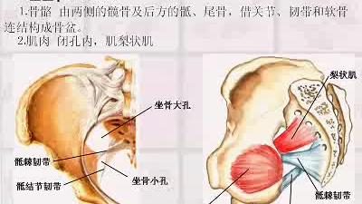 [图][中山大学][人体解剖学][36课]21