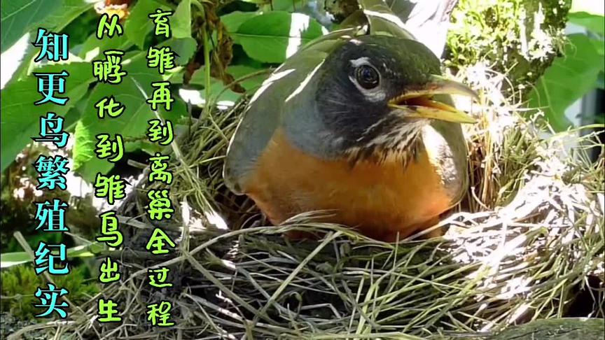 [图]知更鸟繁殖纪实，从孵化到雏鸟出生育雏，再到离巢过程。