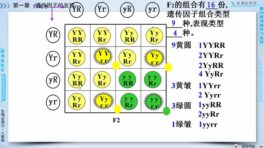 [图]停课不停学，1.2 孟德尔豌豆杂交实验（二）自由组合定律