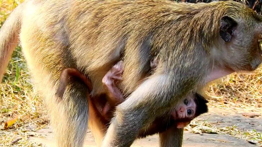 [图]黑猴子做错误的护理，抓住猴宝脖子太紧，不允许红欧宝多走路