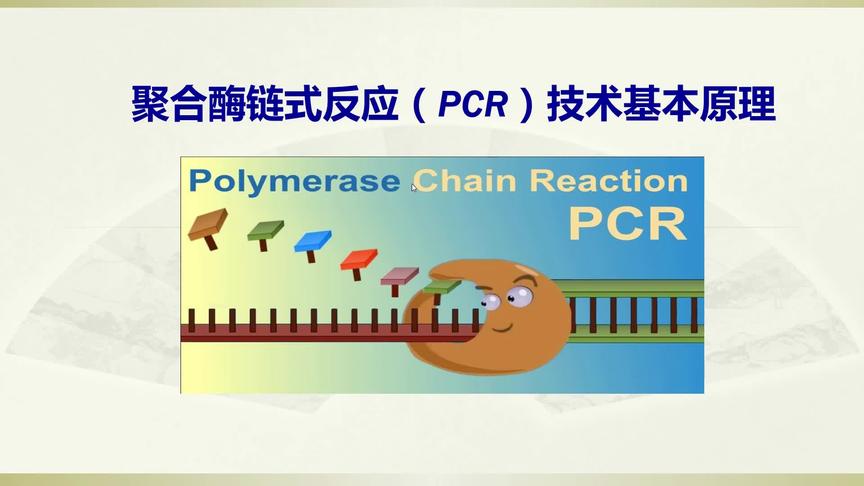 [图]PCR技术基本原理