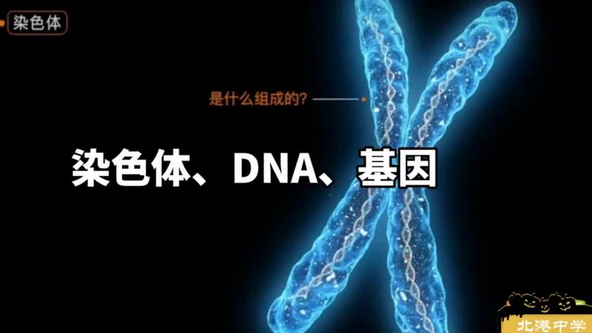 [图]#初中教育#生物#八年级#染色体 #DNA #基因