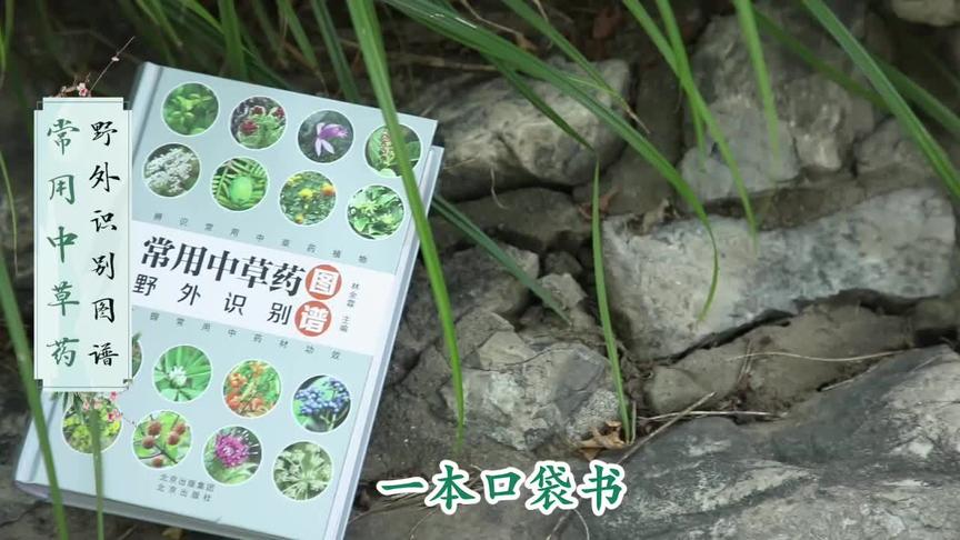 [图]《常用中草药野外识别图谱》一本口袋书，助您轻松识别中草药🌿