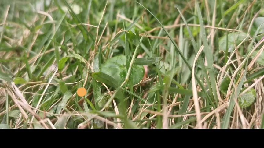 [图]苦草/夏枯草植物图鉴#中药本草 #大自然的馈赠 #大山里的原生态