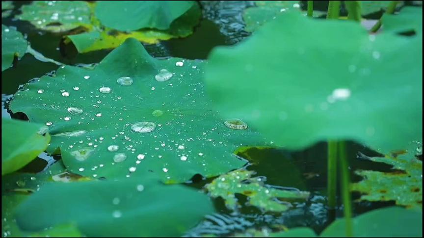 [图]天府琴韵代代传｜七夕雅集#古琴 #国风古韵 #古风 #传统文化