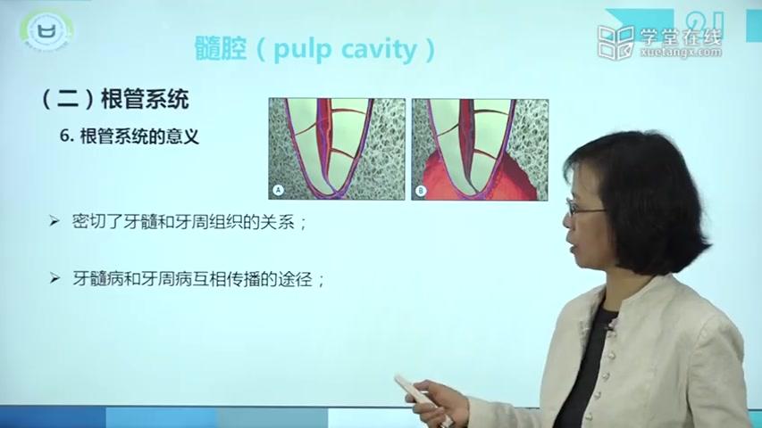 [图]【口腔解剖】第二章 牙体解剖生理-牙髓腔解剖-概述