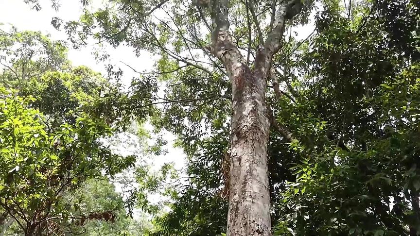 [图]带你走进西双版纳州勐海县南糯山茶王茶后