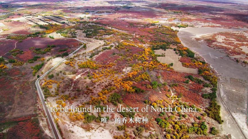 [图]沙漠的守护神：胡杨Guardian of the Desert Populus Euphratica