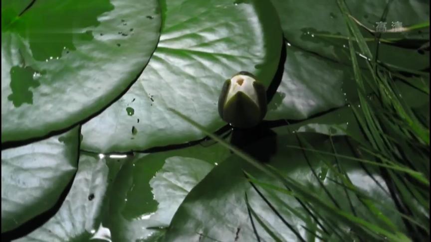 [图]纪录片： 植物的疯狂世界