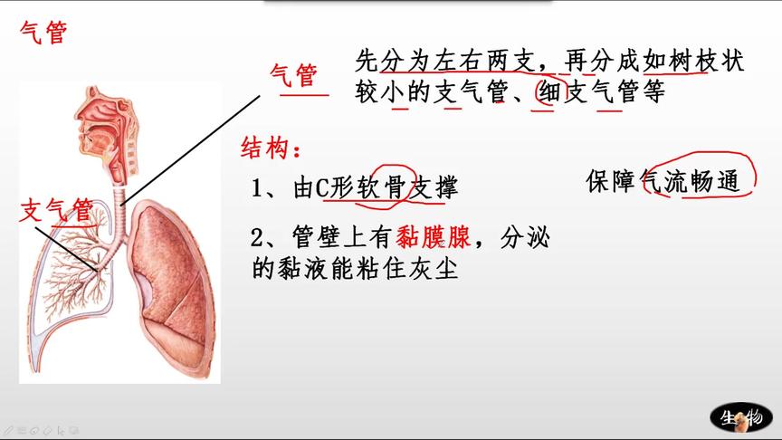 [图]人体获得氧气过程之呼吸系统