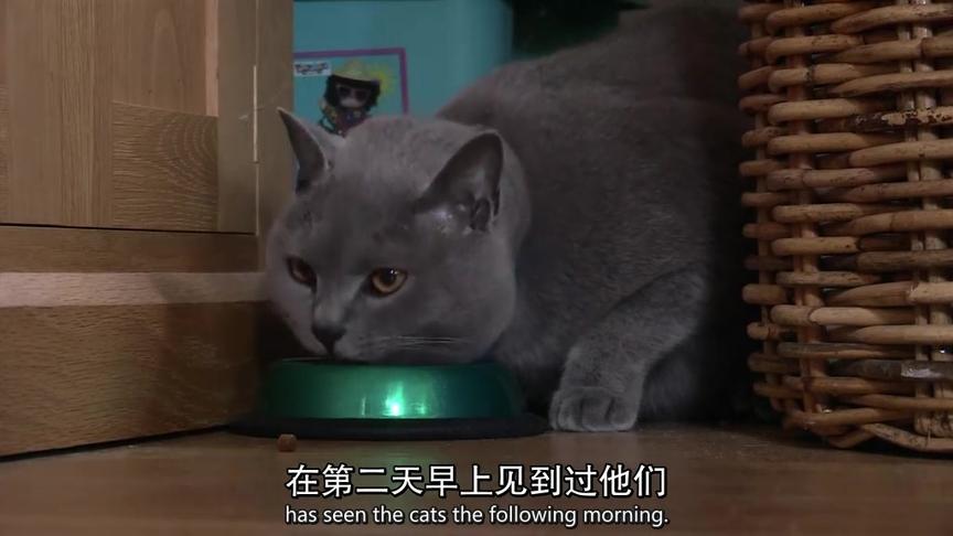 [图]BBC 猫的秘密生活